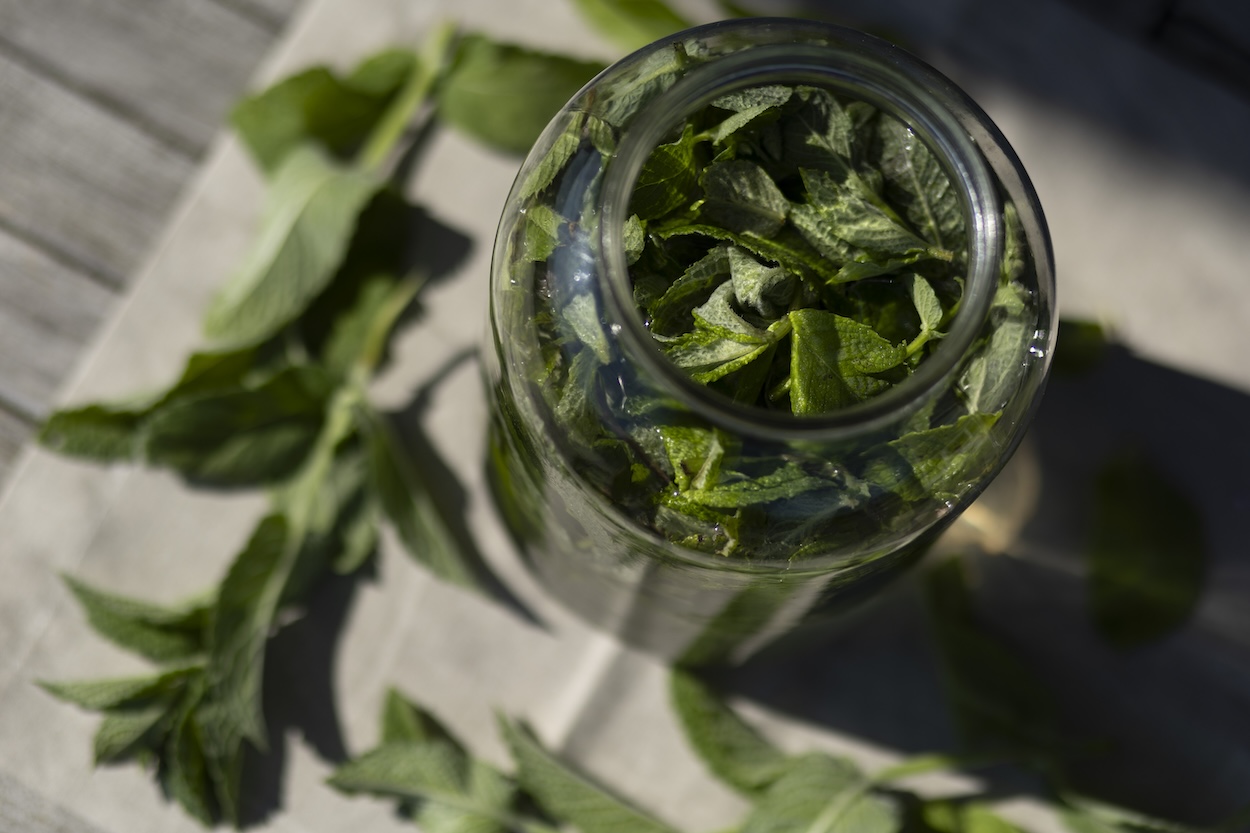 máta limonáda kvašená